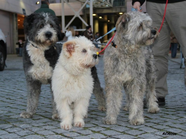 Raça canina Barbado da Terceira - Monte de Magos, 2015